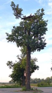 Drzewo z bocianim gniazdem; fot. Mirosław Leszczyk